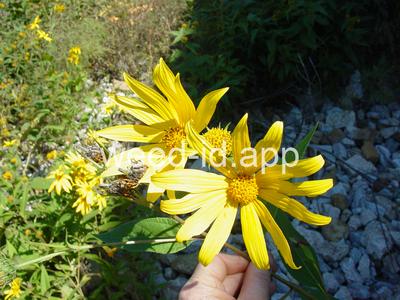 artichoke, Jerusalem