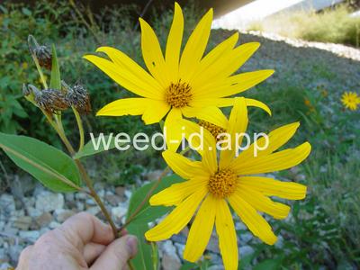artichoke, Jerusalem