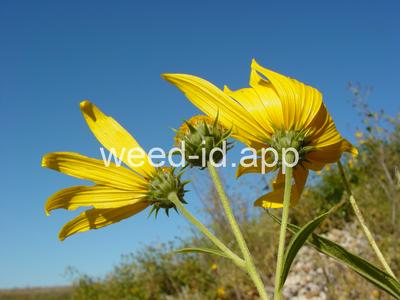 artichoke, Jerusalem