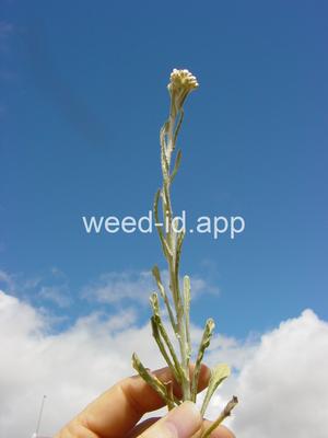 Helichrysum luteoalbum