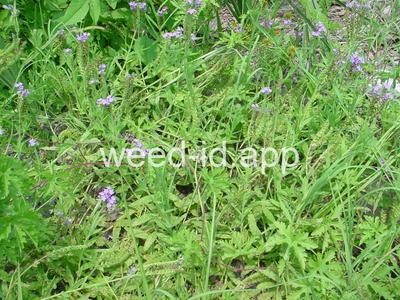 Heliotropium amplexicaule