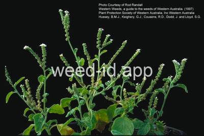 heliotrope, European