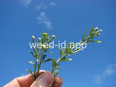 Heliotropium procumbens