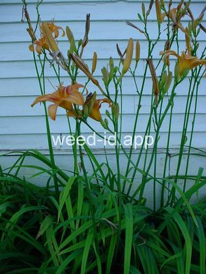 day-lily
