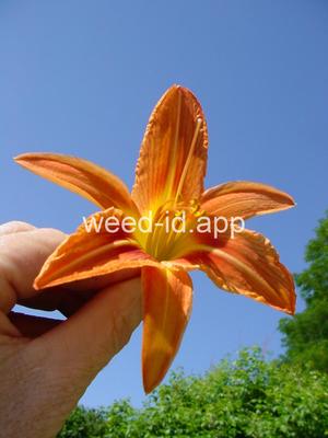 day-lily