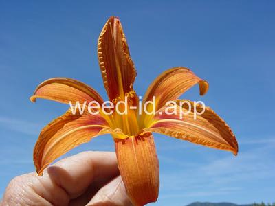 day-lily