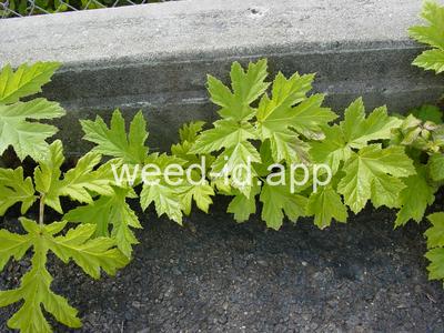 hogweed, giant
