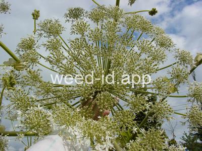 hogweed, giant