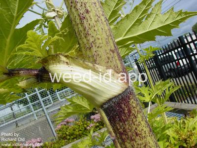 hogweed, giant