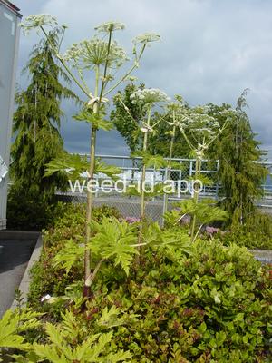 hogweed, giant