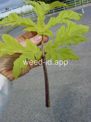 hogweed, giant