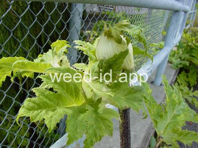 hogweed, giant