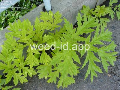 hogweed, giant