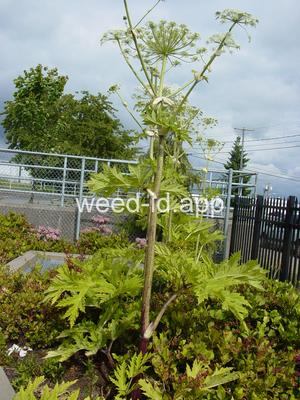 hogweed, giant