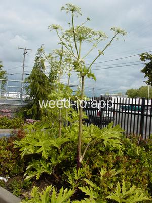 hogweed, giant