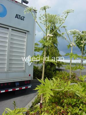 hogweed, giant