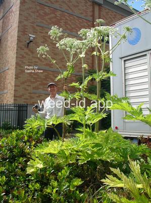hogweed, giant