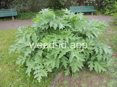 hogweed, giant