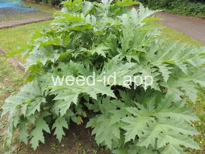hogweed, giant