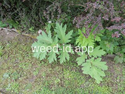 hogweed, giant