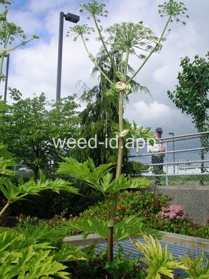 hogweed, giant