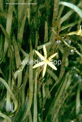 waterstargrass