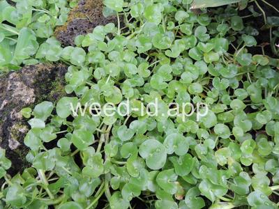 Heteranthera reniformis