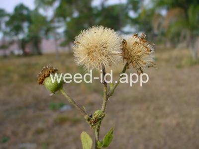 camphorweed