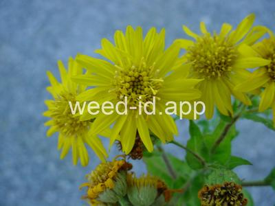 camphorweed