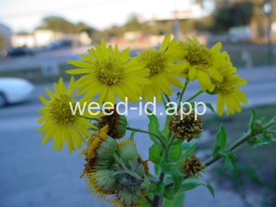 camphorweed