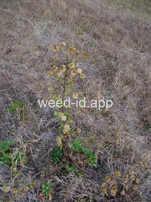 camphorweed