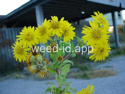 camphorweed