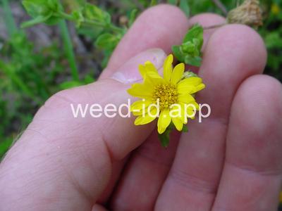 camphorweed