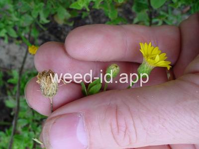 camphorweed