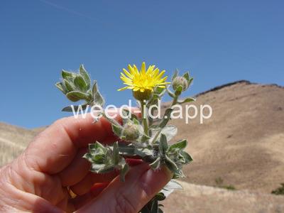 golden-aster