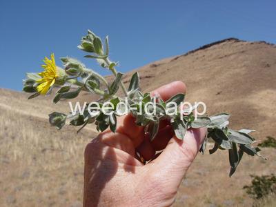 golden-aster