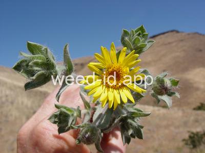 golden-aster
