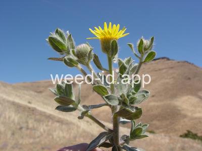 golden-aster