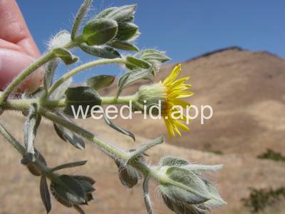 golden-aster