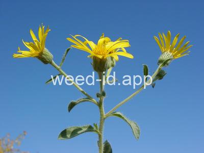 golden-aster