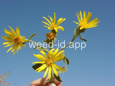 golden-aster
