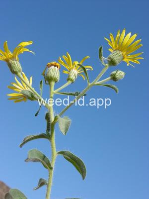 golden-aster