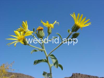 golden-aster