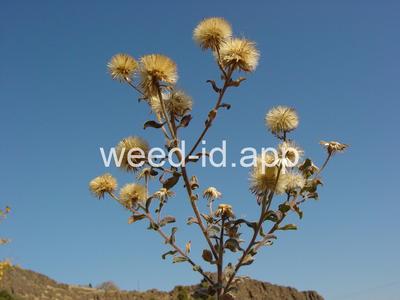 golden-aster