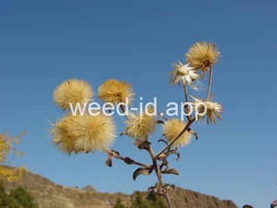 golden-aster