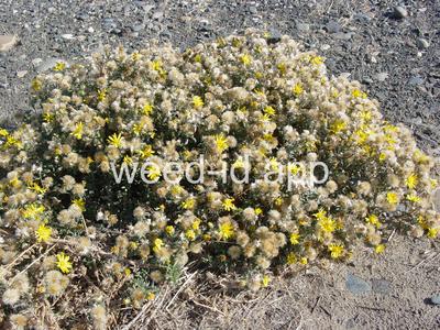 golden-aster