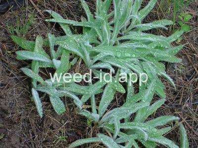 Hieracium albertinum