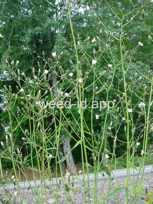 Hieracium albiflorum