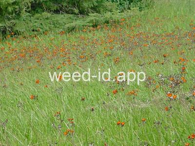 hawkweed, orange