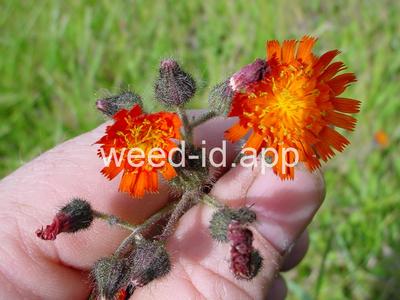 hawkweed, orange